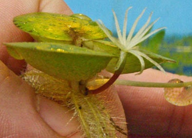 South American spongeplant Limnobium spongia
